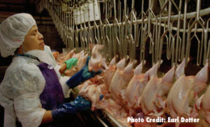 A worker at a poultry factory