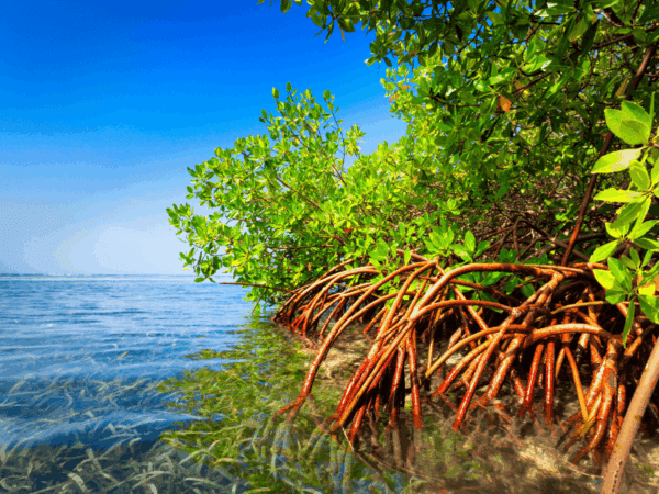 Mangrove trees in the Pacific Ocean
