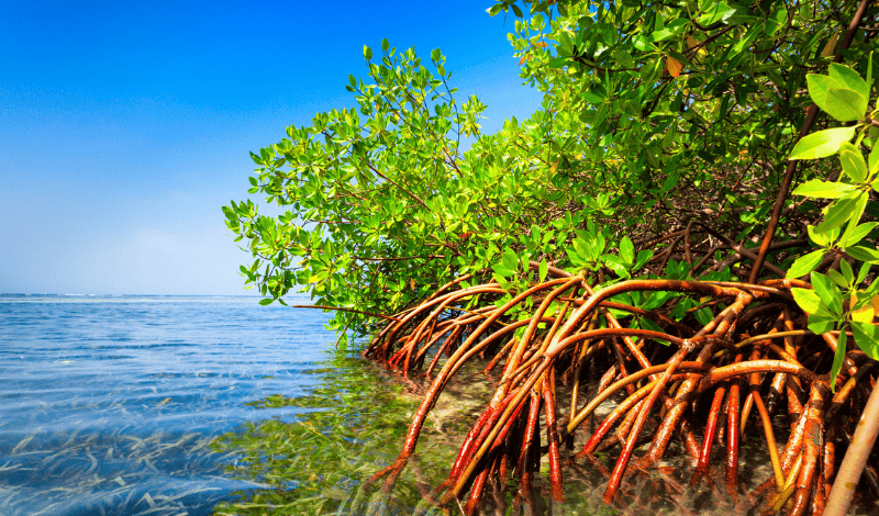 Mangrove trees in the Pacific Ocean