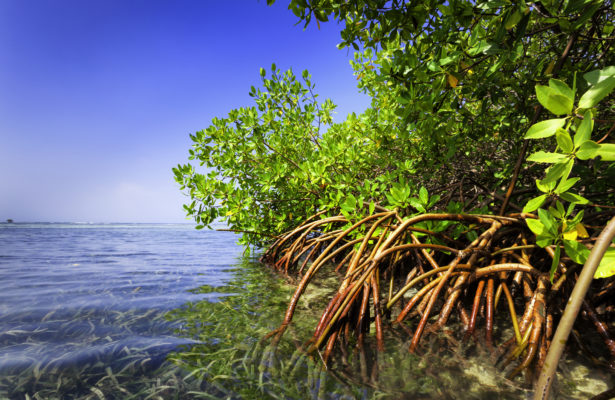 Mangrove trees in the Pacific Ocean