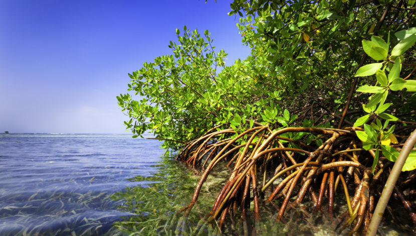 Mangrove trees in the Pacific Ocean