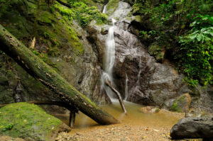 Darién Gap Jungle