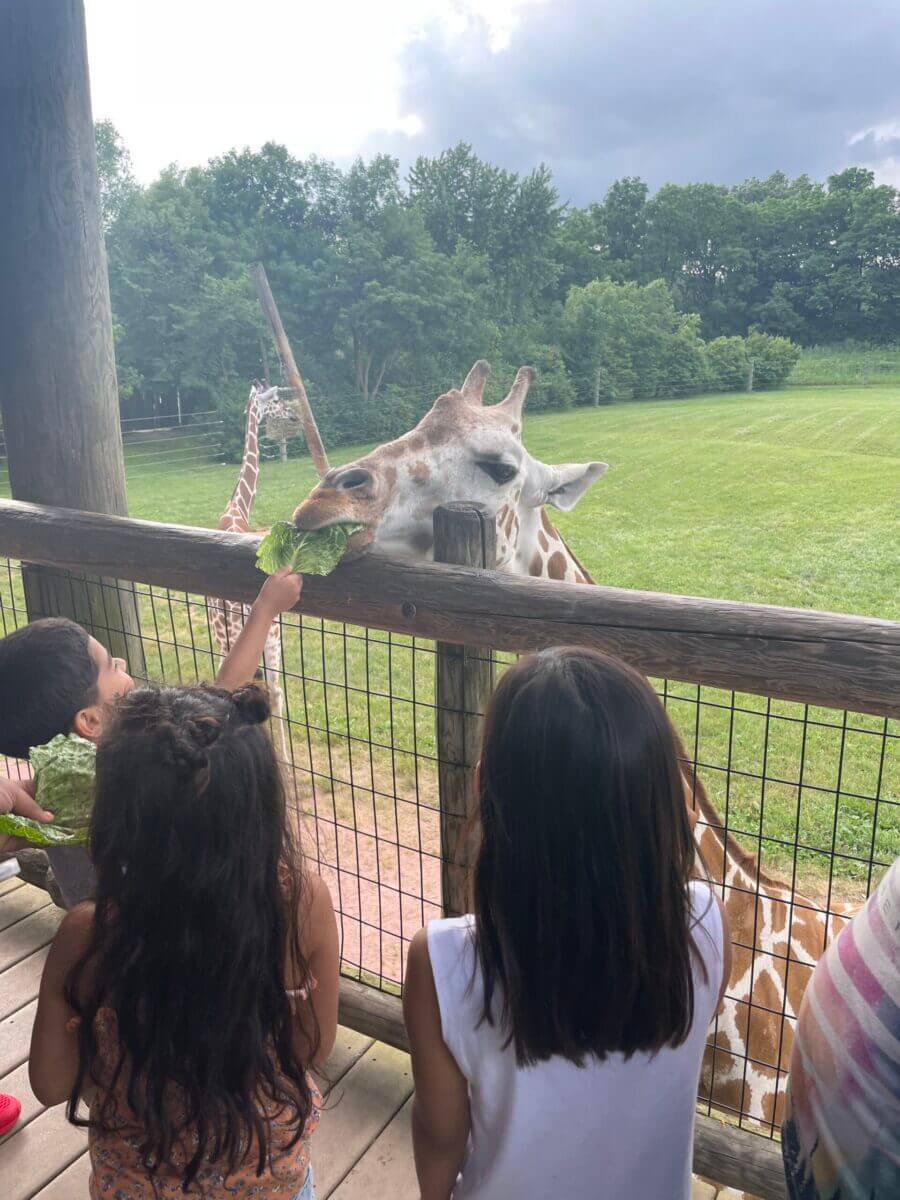 Kids feeding a giraffe